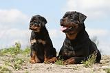 ROTTWEILER 179